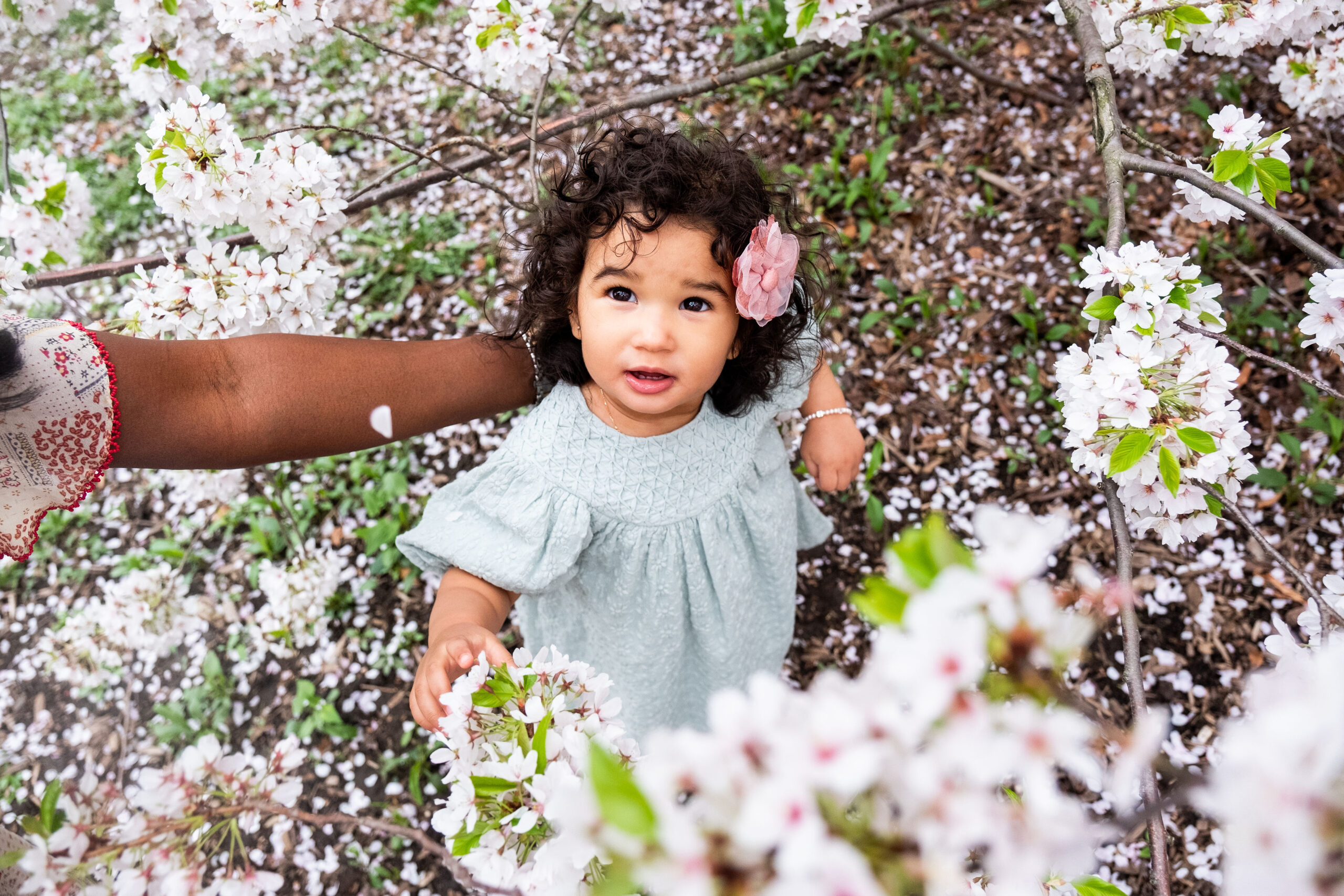 Amidst the blooming cherry blossoms in one of NYs best locations, a toddler with curly hair and a flower clip stands. Theyre wearing a light green dress, holding onto an adults hand, surrounded by scattered white petals on the ground.