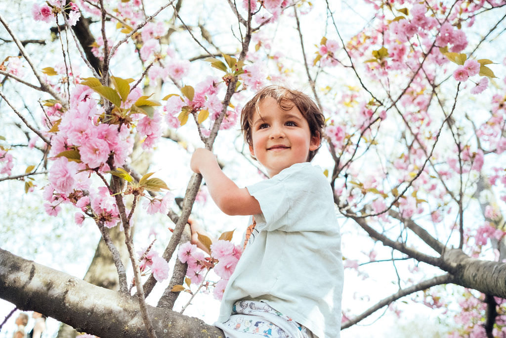 A child smiles, perched in a tree blooming with pink cherry blossoms, wearing a light-colored shirt. On this bright, sunny day with clear skies, it feels like one of the best locations in NY to soak up natures beauty.